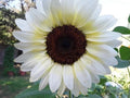 White Nite Sunflower Seeds - 20 Organic Seeds - Helianthus annuus - USA Grown, Ships Free