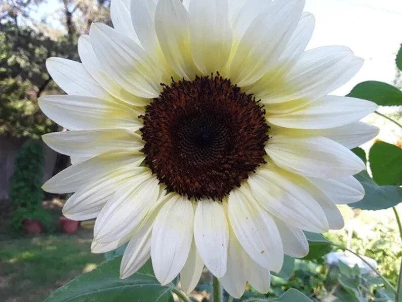 White Nite Sunflower Seeds - 20 Organic Seeds - Helianthus annuus - USA Grown, Ships Free