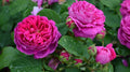 Scarlet Rose Bush Cuttings, 5+ Cuttings, Heirloom Multiflora Rose, Rosa, Perennial Garden Plants