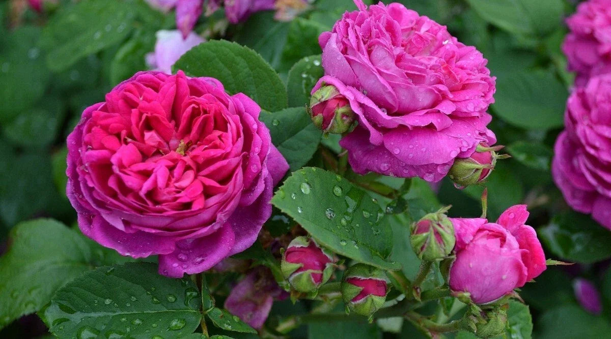 Scarlet Rose Bush Cuttings, 5+ Cuttings, Heirloom Multiflora Rose, Rosa, Perennial Garden Plants