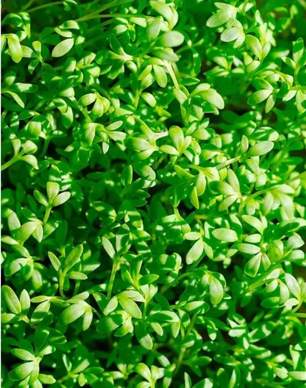 Curled Cress Seeds - 1000+ Organic Indoor Sprouting Seeds for Container Gardens - Lepidium sativum