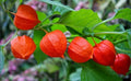 Rare Heirloom Chinese Lantern Seeds - 10-100 Pack - Physalis Alkekengi - Unique Garden Plant Seeds