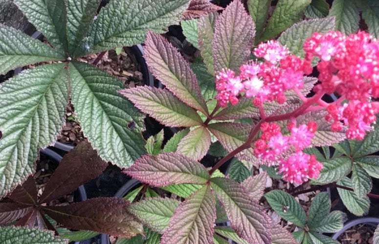 Rodgersia henrici Hybrids Seeds - 15 Perennial Seeds for Shade Gardens, Unique Foliage, Hardy Plants
