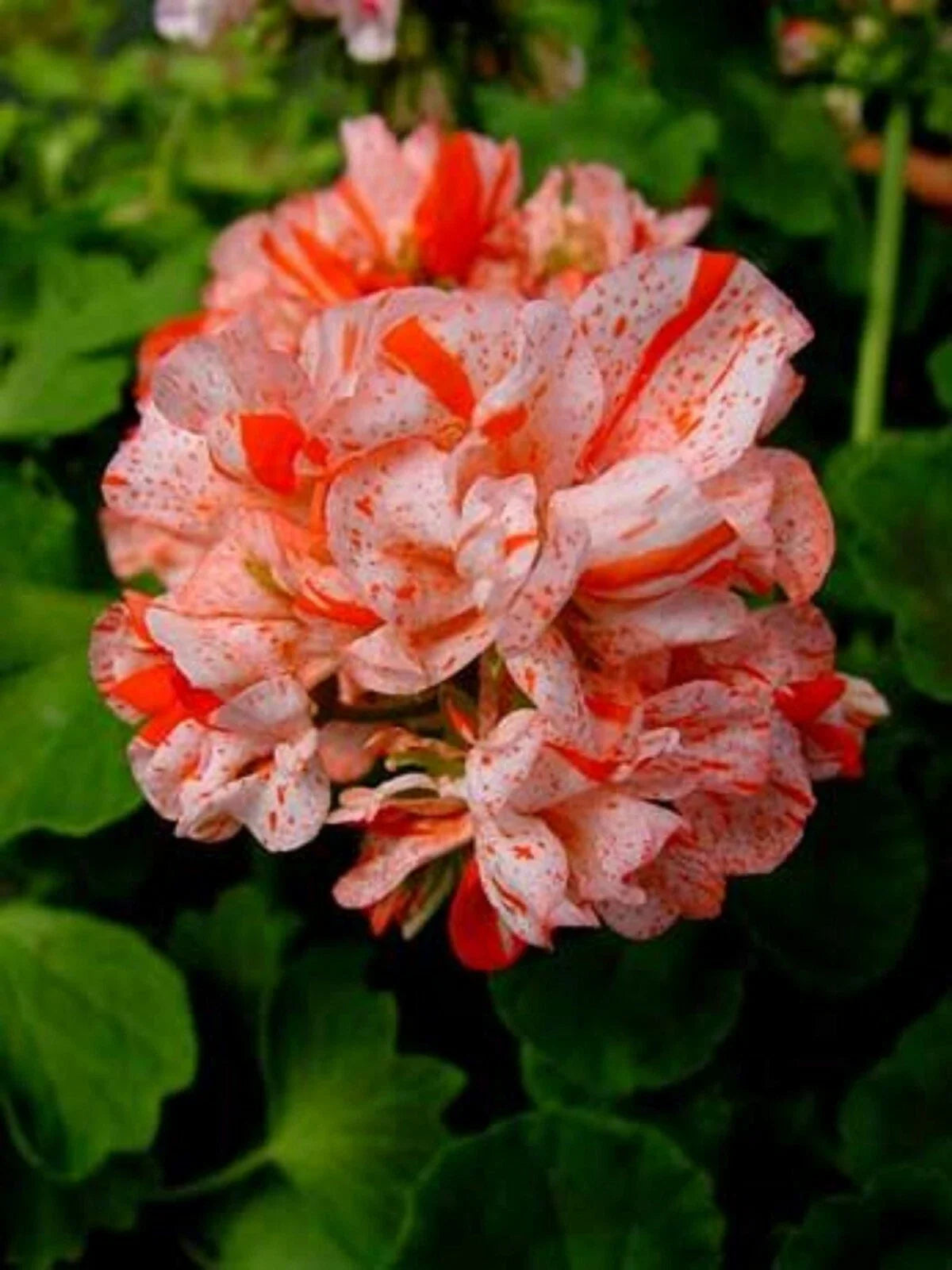 Orange White Geranium Seeds - 10 Perennial Flower Seeds - Geranium x hortorum - US Seller