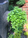 10 Green Carpet Stonecrop Plants, Gold Mass Ground Cover, Deer Resistant, Sedum acre, Bare Root, Full Sun, Low Maintenance
