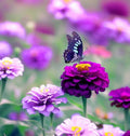 Zinnia Seeds - 50 Count - Purple Prince - Non-GMO Flower Seeds - Attracts Butterflies - Great for Gardens