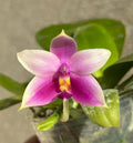 Phalaenopsis Orchid Plant - Fragrant Blooming Variety - Phalaenopsis violacea - Good Roots, Indoor Houseplant