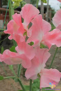 Sweet Pea 50 Seeds - Lauren Landy Variety - Lathyrus odoratus - USA Grown