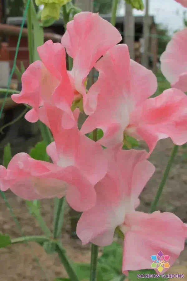 Sweet Pea 50 Seeds - Lauren Landy Variety - Lathyrus odoratus - USA Grown