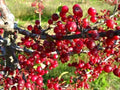 Roselow Crabapple Shrub 10-12ft Small Red Fruit Malus Self-Pollinating Wildlife Plant Zones 4-9 Fragrant White Flowers