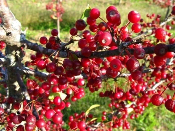 Roselow Crabapple Shrub 10-12ft Small Red Fruit Malus Self-Pollinating Wildlife Plant Zones 4-9 Fragrant White Flowers
