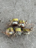 Rooted Sugarcane Cuttings - 5pcs Tropical Plant, Ready to Plant - Saccharum officinarum