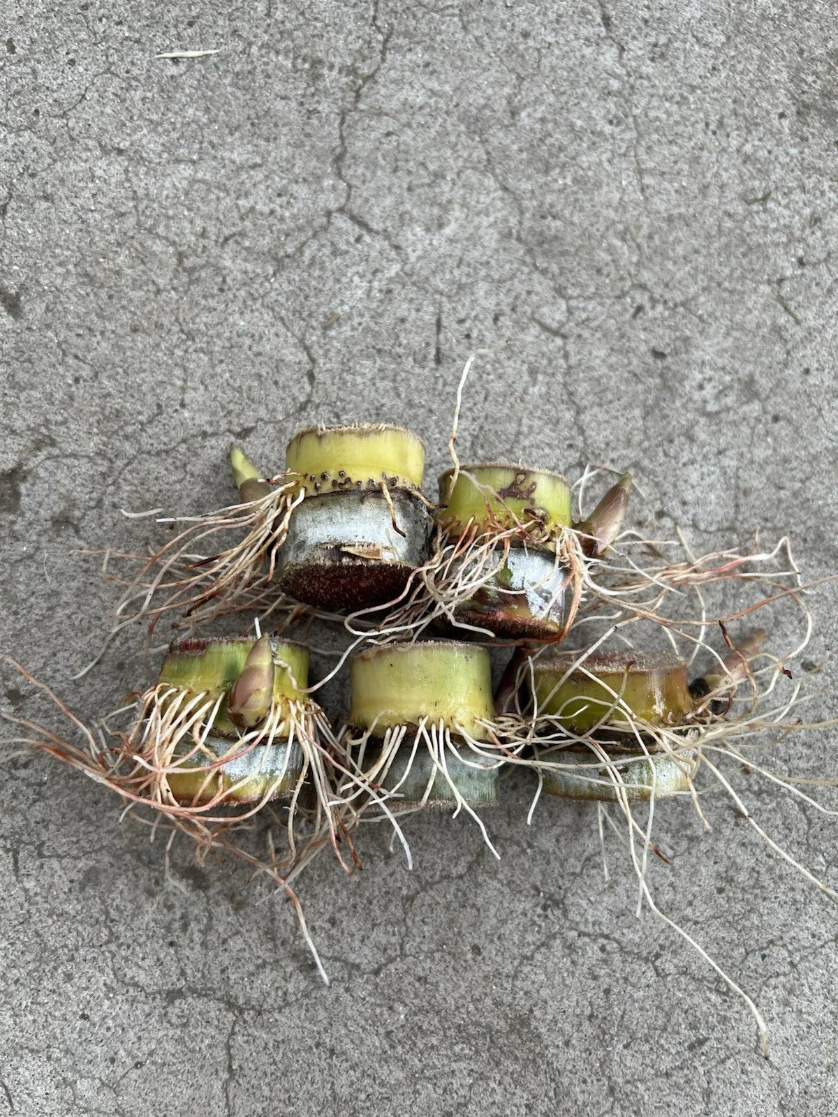 Rooted Sugarcane Cuttings - 5pcs Tropical Plant, Ready to Plant - Saccharum officinarum