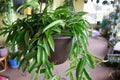 Rooted Starter Cutting Hoya Wayetii - Flowering Tropical Outdoor House Plant - Easy Care Indoor Plant