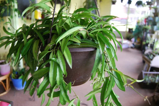 Rooted Starter Cutting Hoya Wayetii - Flowering Tropical Outdoor House Plant - Easy Care Indoor Plant