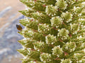 Queen of The Andes Seeds - 10 Count - Rare Puya Planting Seeds for Gardening and Exotic Landscapes