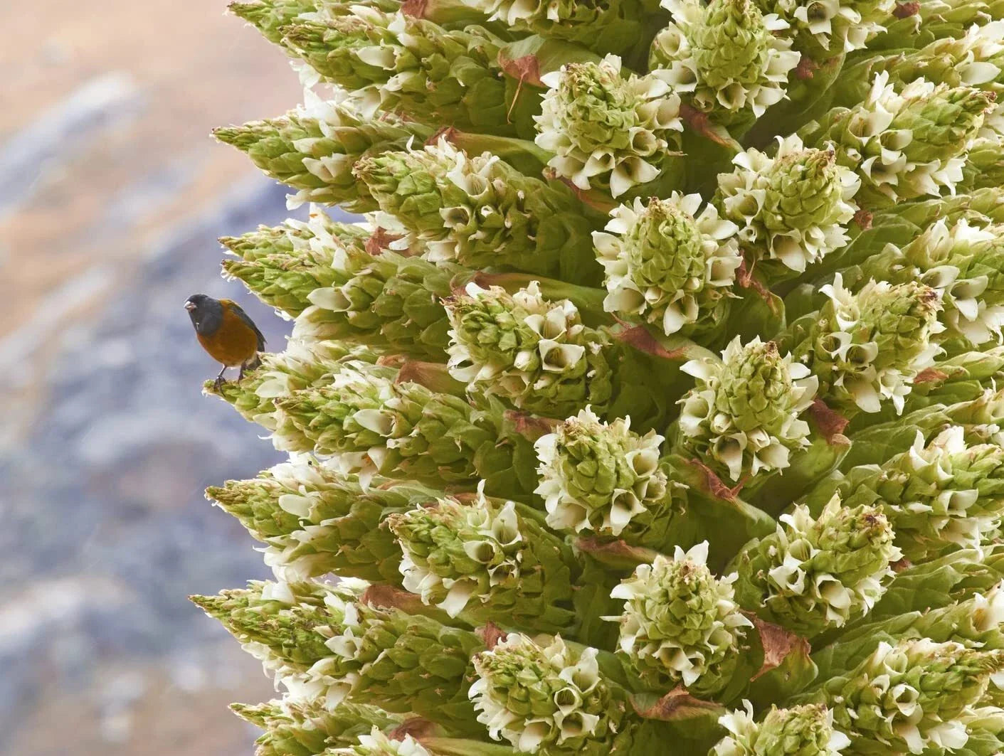Queen of The Andes Seeds - 10 Count - Rare Puya Planting Seeds for Gardening and Exotic Landscapes