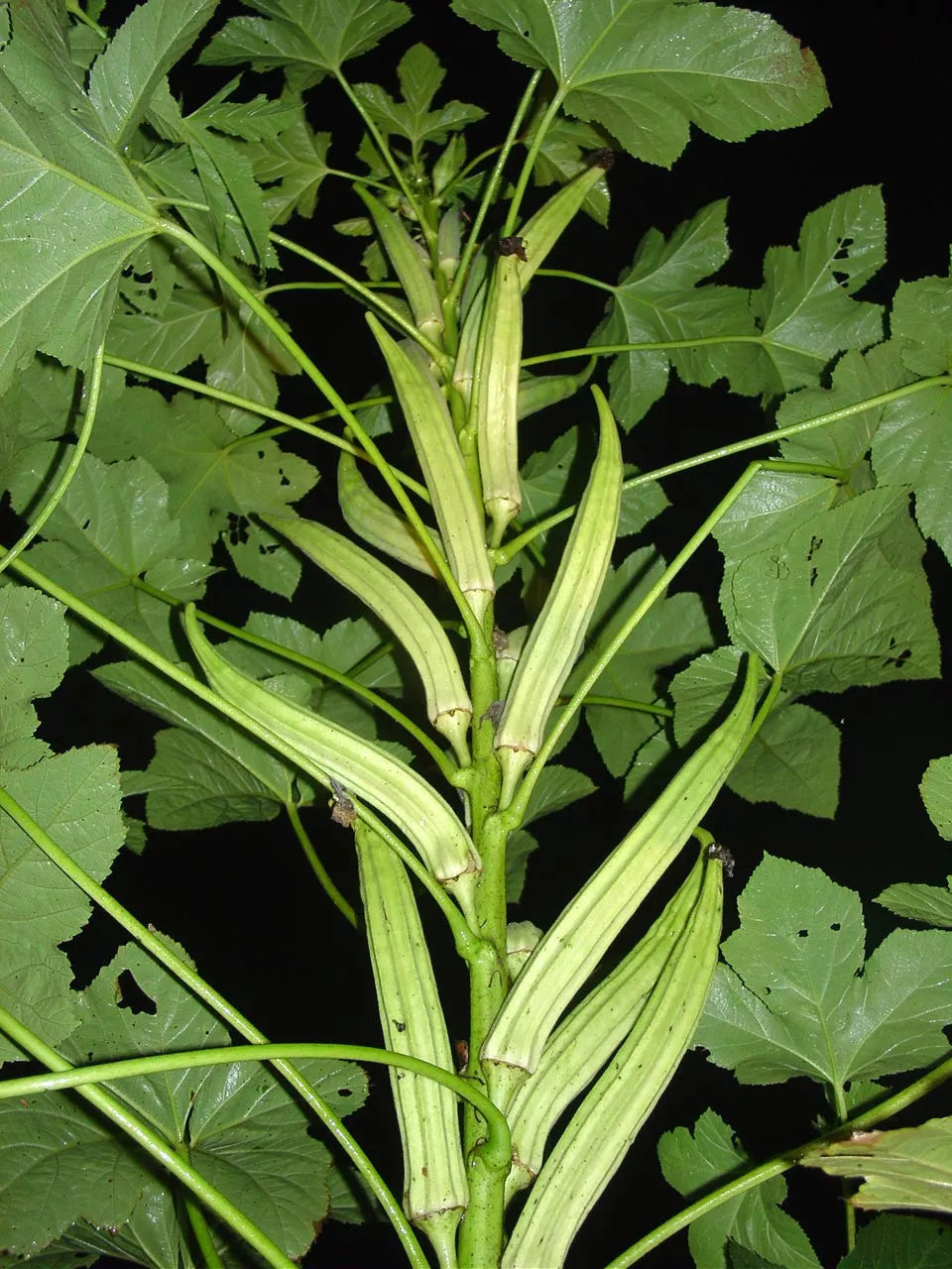 Okra Seeds - Clemson Spineless Variety - Prolific Growth - 55 Seeds - GroCo