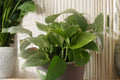 Golden Pothos Cuttings 5 Roots - Live Indoor Houseplant - Easy Care - Epipremnum aureum