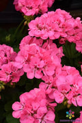 Patriot Tickled Pink Geranium Seeds - 25+ Seeds for Garden - Pelargonium 'Patriot Tickled Pink' - USA