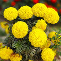 Yellow Brocade French Marigold Seeds - Dwarf Tagetes Patula for 2025 Planting
