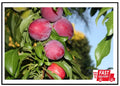 Dwarf Santa Rosa Plum Tree Bare Root - Compact Fruit Tree - Prunus domestica 'Santa Rosa'
