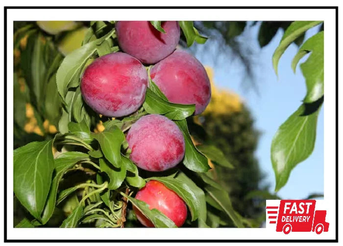 Dwarf Santa Rosa Plum Tree Bare Root - Compact Fruit Tree - Prunus domestica 'Santa Rosa'