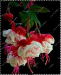 Fuchsia Seeds 50pcs Bag Potted Flowers Bonsai Seeds (Fuchsia spp.)