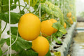 Hanging Canary Yellow Melon Seeds - 10 Seeds - Cucumis melo - USA Grown, Ships Fast