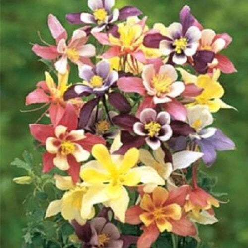 Harlequin Columbine Seeds - 50 Perennial Flower Seeds (Aquilegia chrysantha) - US Seller