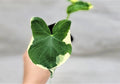 Alocasia Mickey Mouse Plant | 3" Rare Variegated Elephant Ear | Indoor Live Plant | Alocasia micholitziana