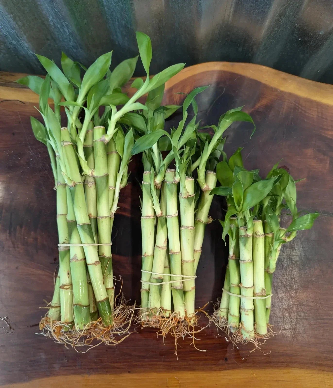 Lucky Bamboo Plants - 4" 6" 8" - Ideal Gift for Home Decor - Dracaena sanderiana