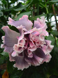 Double Pink Gray Hibiscus Seeds - 20 Perennial Flower Seeds - Hibiscus rosa-sinensis