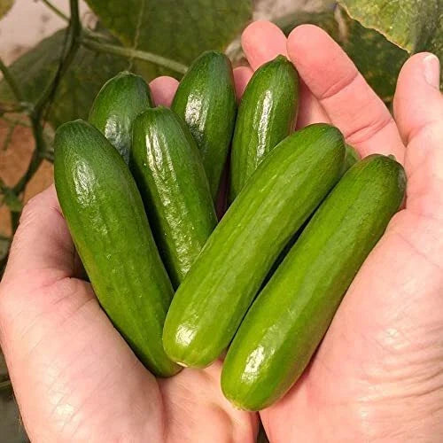 Mini-Me Cucumber Seeds | 10+ Seeds | Organic Mini Vegetable Seeds | Cucumis sativus