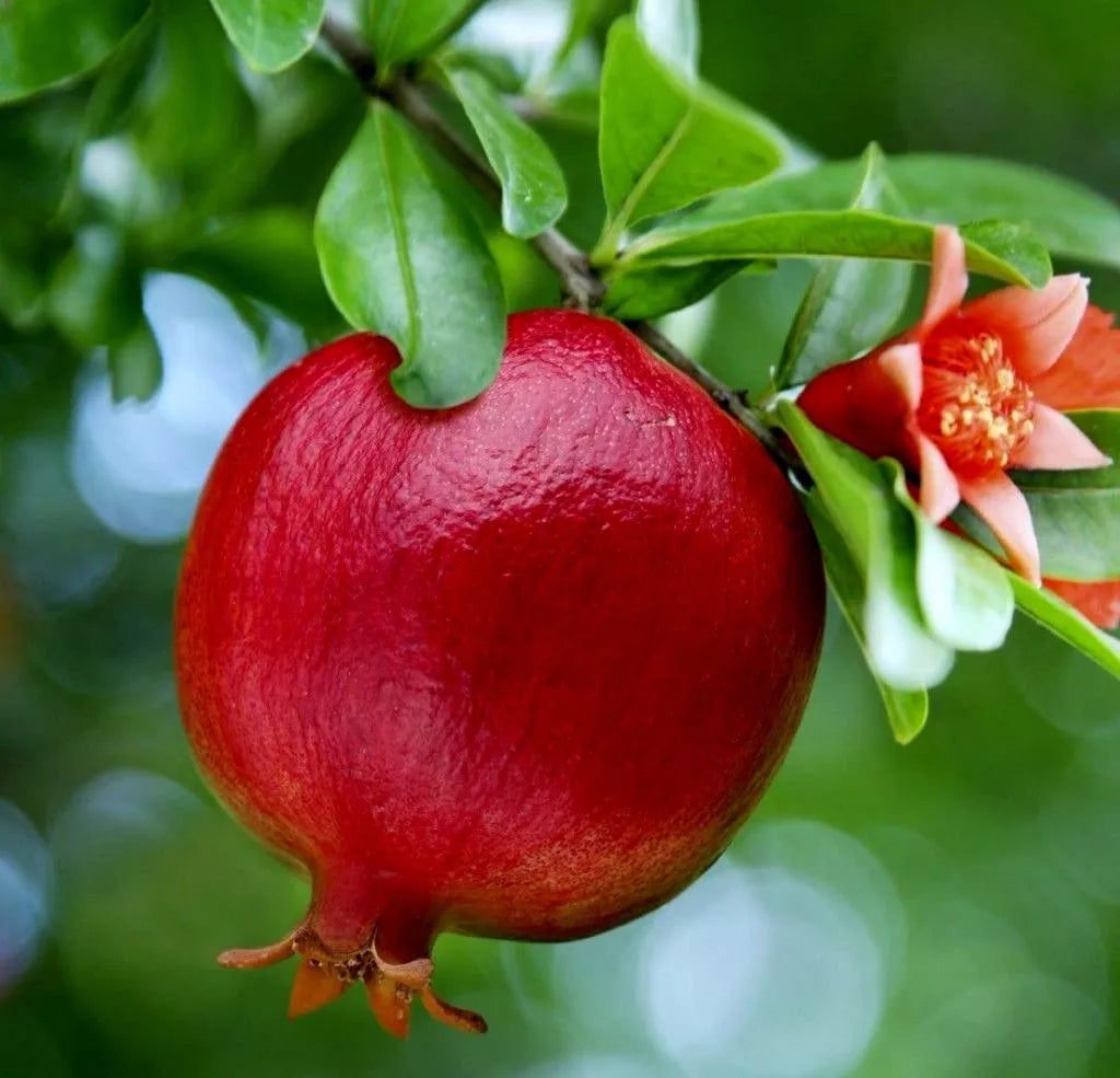Pomegranate Fruit Tree 2ft Seedling - Wonderful Punica Granatum, Bright Red Fruit, Orange Flowers, Butterfly & Hummingbird Attractant