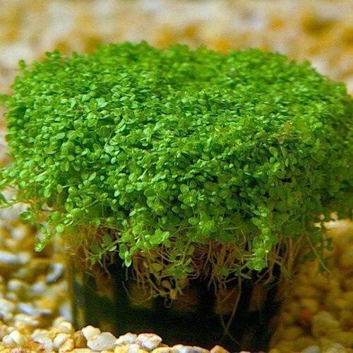 Dwarf Baby Tears Live Aquarium Plant 1 Portion Easy Care Hemianthus Callitrichoides