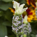 Lavandula Javelin Forte White Live Plants - 30 Count, Aromatic Lavender for Gardens and Landscaping