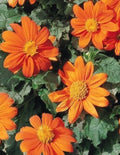 Mexican Sunflower Seeds 80+ Count - Bright Orange Blooms - Tithonia rotundifolia - Free Shipping on 4 Items
