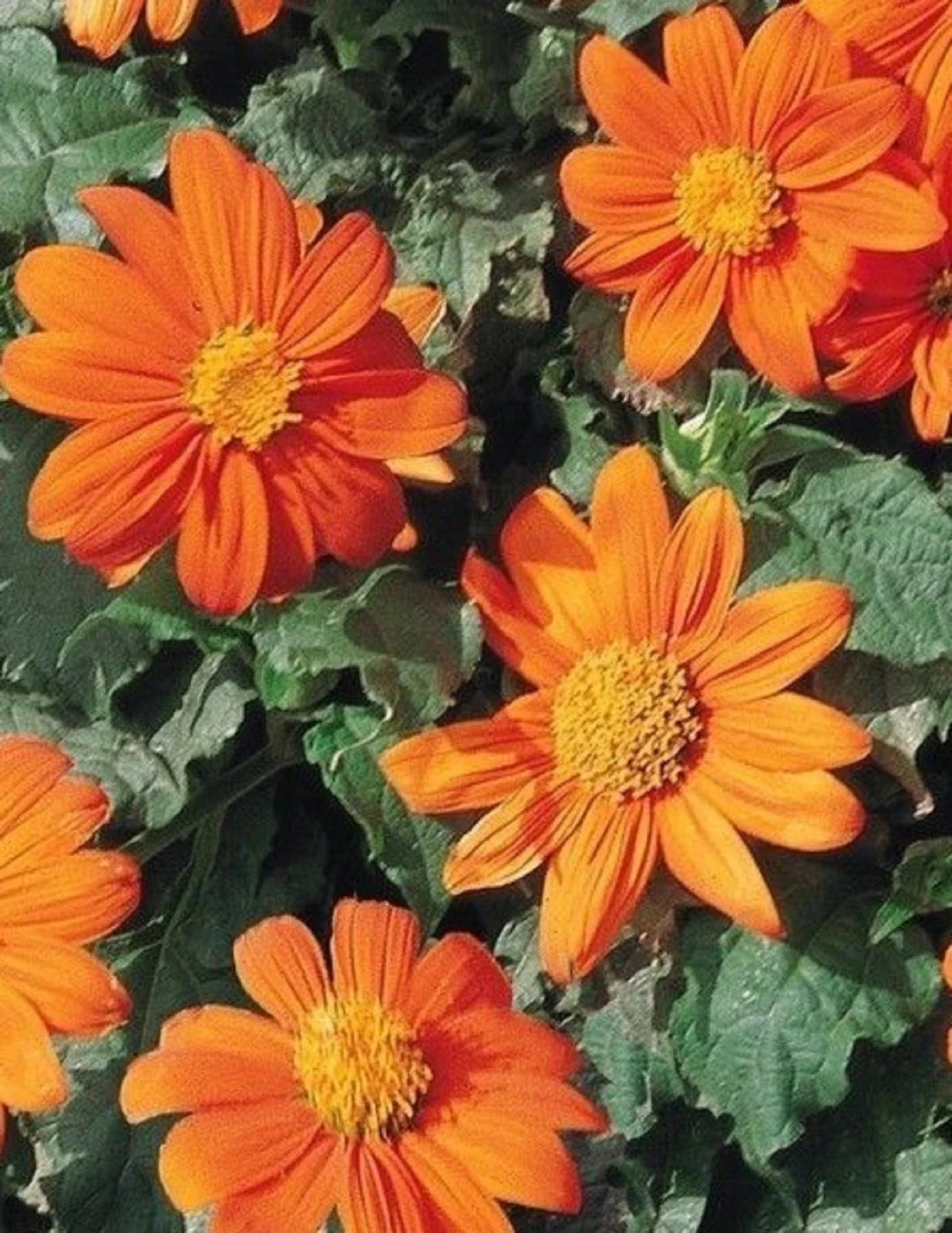 Mexican Sunflower Seeds 80+ Count - Bright Orange Blooms - Tithonia rotundifolia - Free Shipping on 4 Items