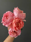 Sweet Mademoiselle Rose Plant Cuttings 6” Long - 3 Fresh Unrooted Cuttings (Rosa 'Sweet Mademoiselle')