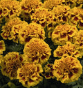 Little Hero Fire Marigold Seeds - 25+ Count for Planting - Tagetes patula - Garden Seeds - USA