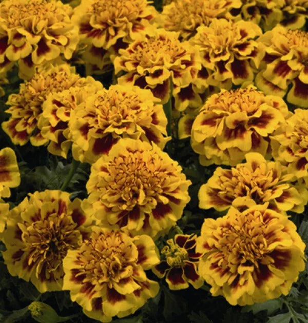 Little Hero Fire Marigold Seeds - 25+ Count for Planting - Tagetes patula - Garden Seeds - USA