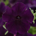 Petunia Easy Wave Navy Velour Live Annual Plants, 10 Baby Plugs, Dark Purple-Black Flower, Petunia × atkinsiana
