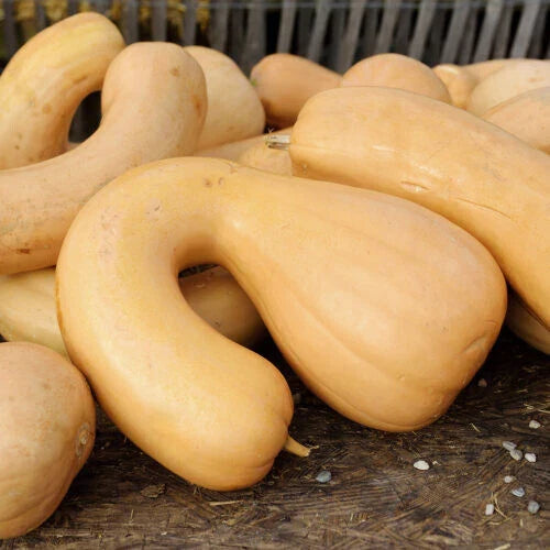 Tahitian Butternut Squash Seeds, 25+ Pack, Heirloom Variety, Cucurbita moschata, USA Grown, Garden Planting