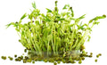 Mung Bean Sprout Seeds - 100 Count - Grow Tasty Sprouts - Vigna radiata