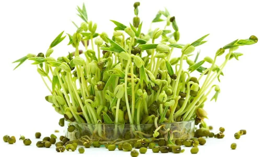 Mung Bean Sprout Seeds - 100 Count - Grow Tasty Sprouts - Vigna radiata