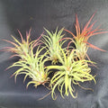 Tillandsia Ionantha Air Plants Set of 5 - Blushing Bride Bromeliads