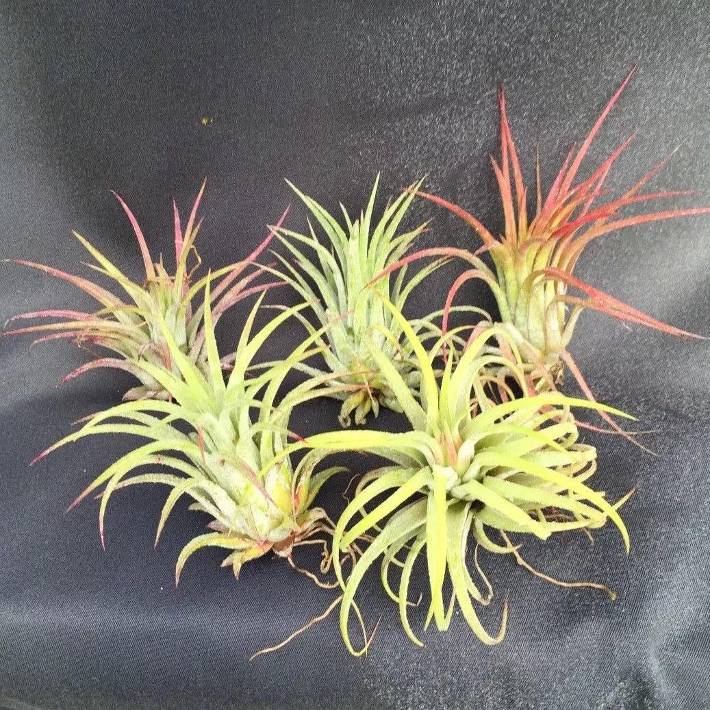 Tillandsia Ionantha Air Plants Set of 5 - Blushing Bride Bromeliads
