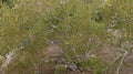 Creosote Bush Fresh Cuttings - Prostrate Variety - Highly Aromatic Plant - Larrea tridentata