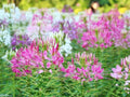 Spider Flower Seeds 300+ Cleome Spinosa Annual Pink White Blooms - Non-GMO, Ships From NY